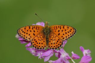 ift Noktal Brentis (Brenthis hecate)