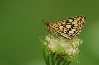 Beyaz Benekli Zpzp (Heteropterus morpheus)