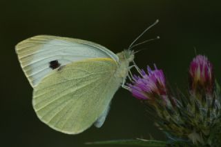 B�y�k Beyazmelek &nbsp;(Pieris&nbsp;brassicae)