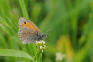 Kk Zpzp Perisi (Coenonympha pamphilus)