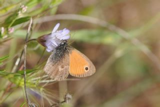 Kk Zpzp Perisi (Coenonympha pamphilus)