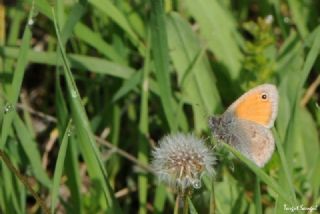 Kk Zpzp Perisi (Coenonympha pamphilus)