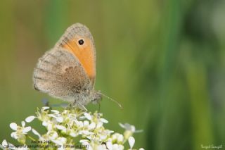 Kk Zpzp Perisi (Coenonympha pamphilus)