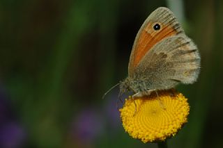 Kk Zpzp Perisi (Coenonympha pamphilus)