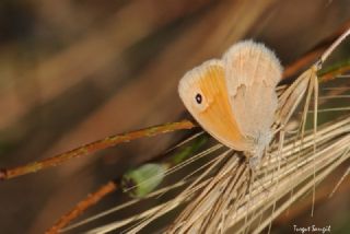 Kk Zpzp Perisi (Coenonympha pamphilus)