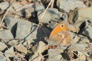 Kk Zpzp Perisi (Coenonympha pamphilus)