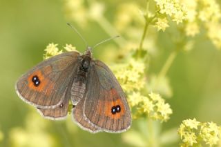 Harem Gzelesmeri (Erebia ottomana)