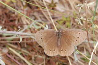 Halkack (Aphantopus hyperantus)