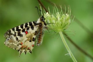 Orman Fistosu (Allancastria  cerisyi)