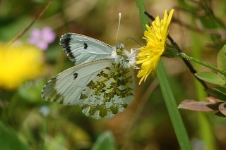 Turuncu Ssl (Anthocharis cardamines)