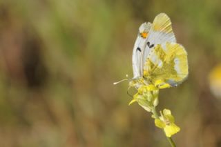 Zegris (Zegris eupheme)