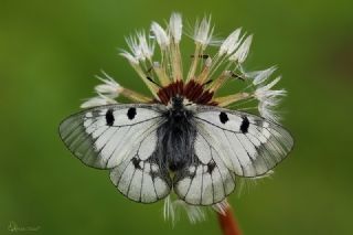 Dumanl Apollo (Parnassius mnemosyne)