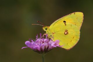 Sar Azamet (Colias croceus)