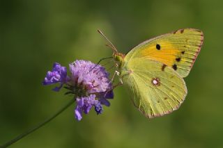 Sar Azamet (Colias croceus)