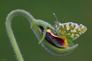 Da Oykls (Euchloe ausonia)