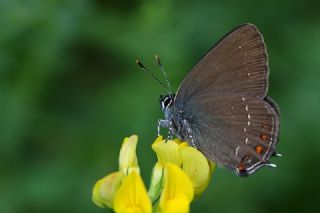 Byk Sevbeni (Satyrium ilicis)