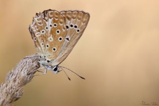 okgzl Dafnis (Polyommatus daphnis)