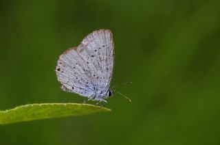 Fransz Everesi (Cupido alcetas)