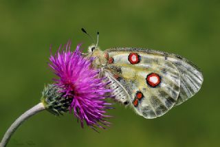 Apollo (Parnassius apollo)