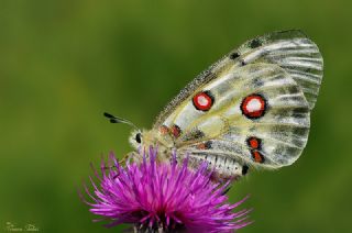 Apollo (Parnassius apollo)