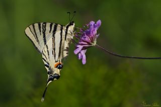 Erik Krlangkuyruk (Iphiclides podalirius)