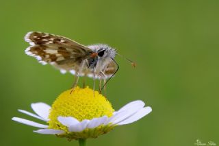 Zeytuni Zpzp (Pyrgus serratulae)