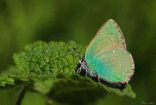Zmrt (Callophrys rubi)