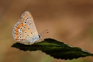 okgzl Meneke Mavisi (Polyommatus thersites)