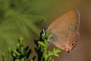 Minik Sevbeni (Satyrium acaciae)