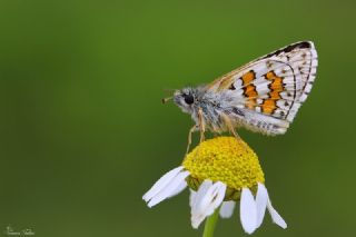 Sar Bandl Zpzp (Pyrgus sidae)