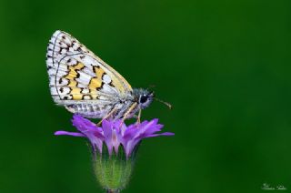 Sar Bandl Zpzp (Pyrgus sidae)