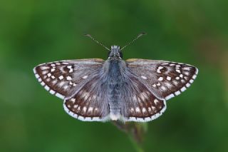 Sar Bandl Zpzp (Pyrgus sidae)
