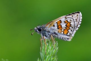 Sar Bandl Zpzp (Pyrgus sidae)