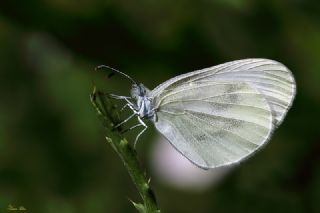 Narin Orman Beyaz (Leptidea sinapis)