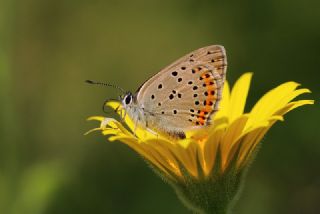 Ate Bakr Gzeli (Lycaena candens)