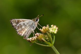 ark Zpzp (Carcharodus orientalis)