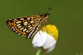 Beyaz Benekli Zpzp (Heteropterus morpheus)
