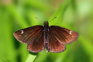 Beyaz Benekli Zpzp (Heteropterus morpheus)