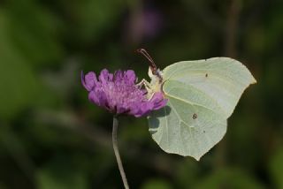 Orakkanat (Gonepteryx rhamni)