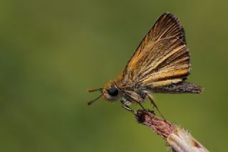 Sar Antenli Zpzp (Thymelicus sylvestris)