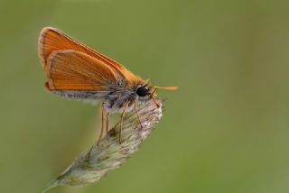 Sar Antenli Zpzp (Thymelicus sylvestris)