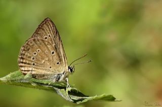 Anormal okgzl (Polyommatus admetus)