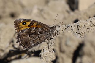 Gney Kzlmelei (Hipparchia senthes)