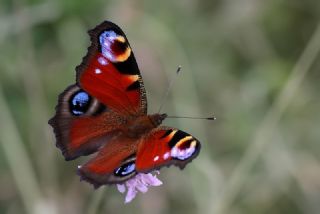 Sar Lekeli Zpzp (Thymelicus acteon)