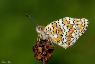 Benekli Byk parhan (Melitaea phoebe)