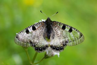 Yalanc Apollo (Archon apollinus)