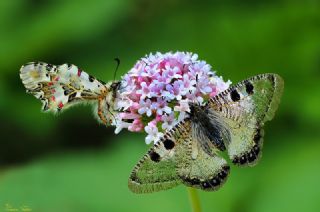 Yalanc Apollo (Archon apollinus)