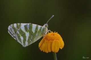 Akdeniz Oyklosu (Euchloe belemia)