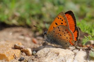 Osmanl Atei (Lycaena ottomanus)