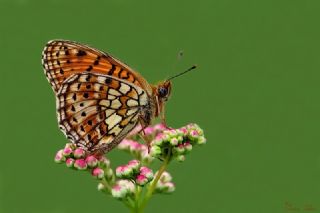 ift Noktal Brentis (Brenthis hecate)